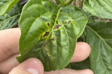 Black spots on habanero leaves?