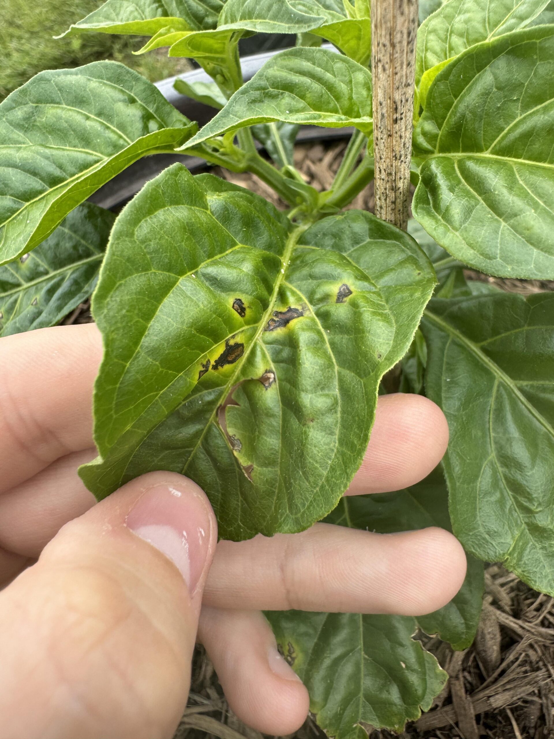 Black spots on habanero leaves? Chili Chili