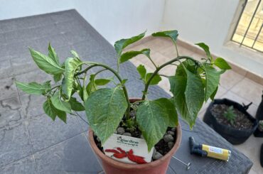 Do you recommend topping or removing any flowers to concentrate on foliage?