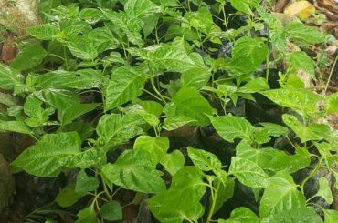 Habanero chili