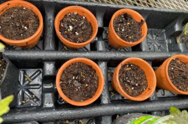So glad the Chocolate Habanero seeds aren’t duds!