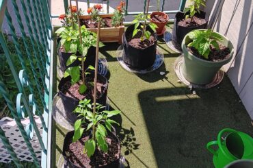 Finally moved my first peppers outside!