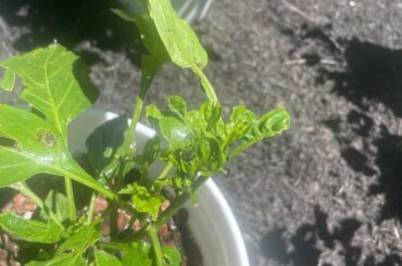 Can I save my bell pepper plant?