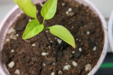 Stunted pepper plants