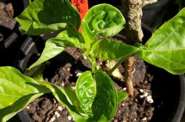 Whats crumpling the top leaves?