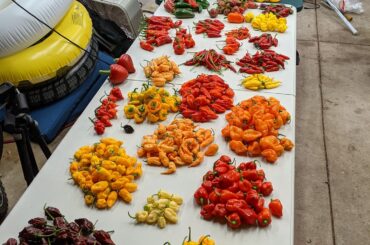 2nd big harvest of the season!