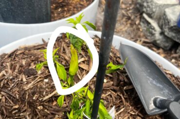 Is this a sun scald on a red hot chili? I had something eat the leaves and one pepper remained. Should I sacrifice it?