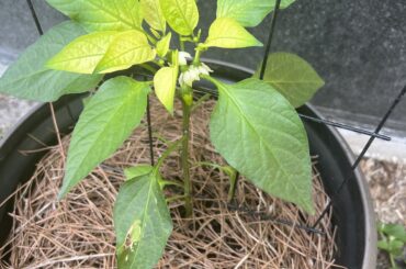 Yellowing of Leaves