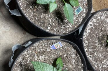 What’s up with these deformed pepper leaves?