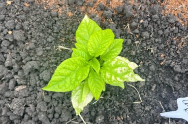 White leaves on carolina reaper