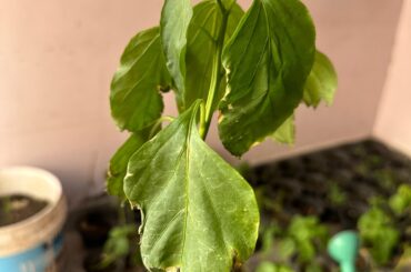 Jalapeno pepper plants dying