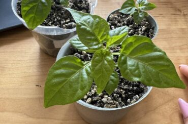 My second attempt in growing Carolina Reaper. Advice needed
