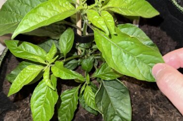 Would you prune pepper leafs?