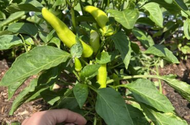 Anyone know what kind of pepper this is?