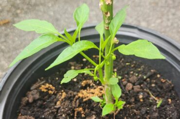Overwintered peppers flowering right away ...