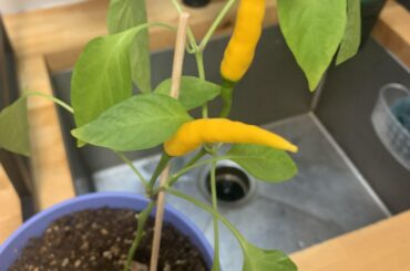 Now what? (Kristian Thai peppers)