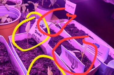 Why are the yellow first leaves turning upwards when red are not? First time growing.