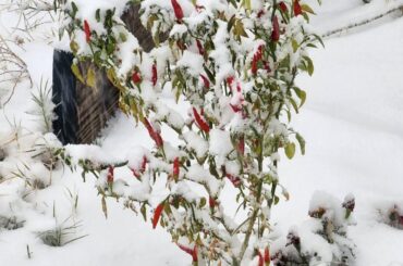 All through winter and numerous snow falls this plant would not stop producing, just wanted to share