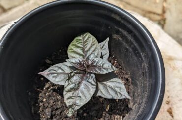 I.D. Request
