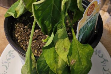 Can this be saved?
