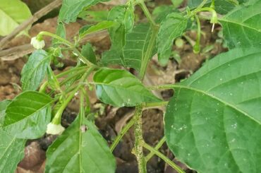 More flower buds on my Habanero
