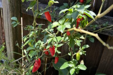 Leviathan Scorpion peppers going gangbusters!!!