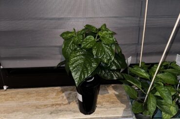 My first hydro grow taking off and blooming