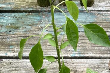 Two chilis planted at the same date.