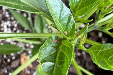 What are these and how do I naturally remove them