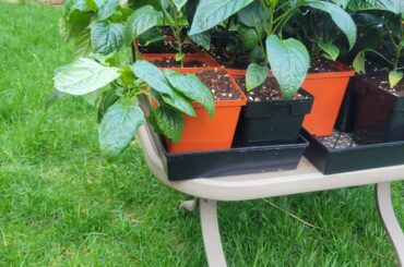 Any idea why some Bell pepper plants are falling over