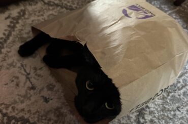 Taco Bell got my order wrong again.