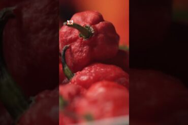 Darwin's chilli-eating champion on what it takes to win | ABC News