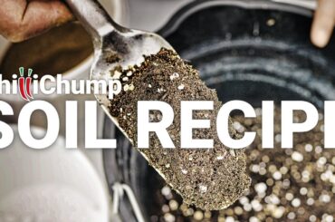 Ultimate Chilli Soil Recipe: Get Perfect Peppers!