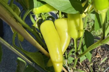 Need some help identifying this pepper plant .