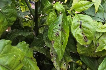 What is this on Reaper plant and how do I fix it?