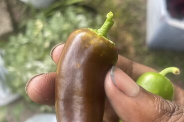 I grew seeds from store bought sweet peppers and