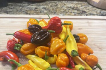 Todays yield from my potted pepper plants