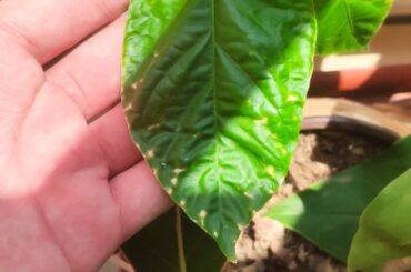 What’s happening with these peppers