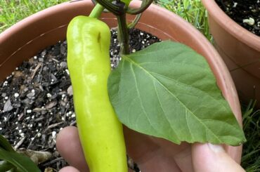 Planted from a "hot pepper variety pack" - what peppers do I have here? And how do I know when to harvest ?