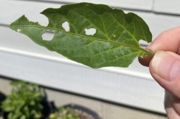 Any idea what's eating my leaves? Not seeing any sort of bugs, worms etc.