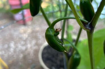 Jalapeno Odd growth