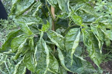 Datil leaf curl