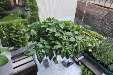 The journey continue with the chocolate Habanero in Kratky