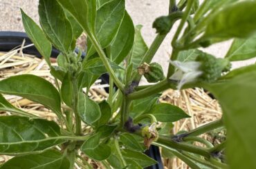 What is causing my flowers to die??