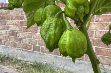 Trinidad scorpions, reapers and habs