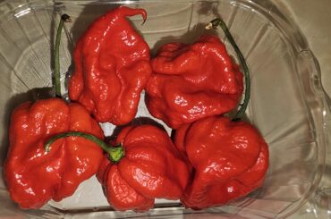 Carolina Reaper ghost chilis at Whole Foods. I think 2024 is gonna be a great year for destroying my sphincter ring