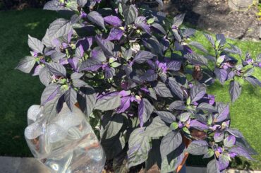 Peppers