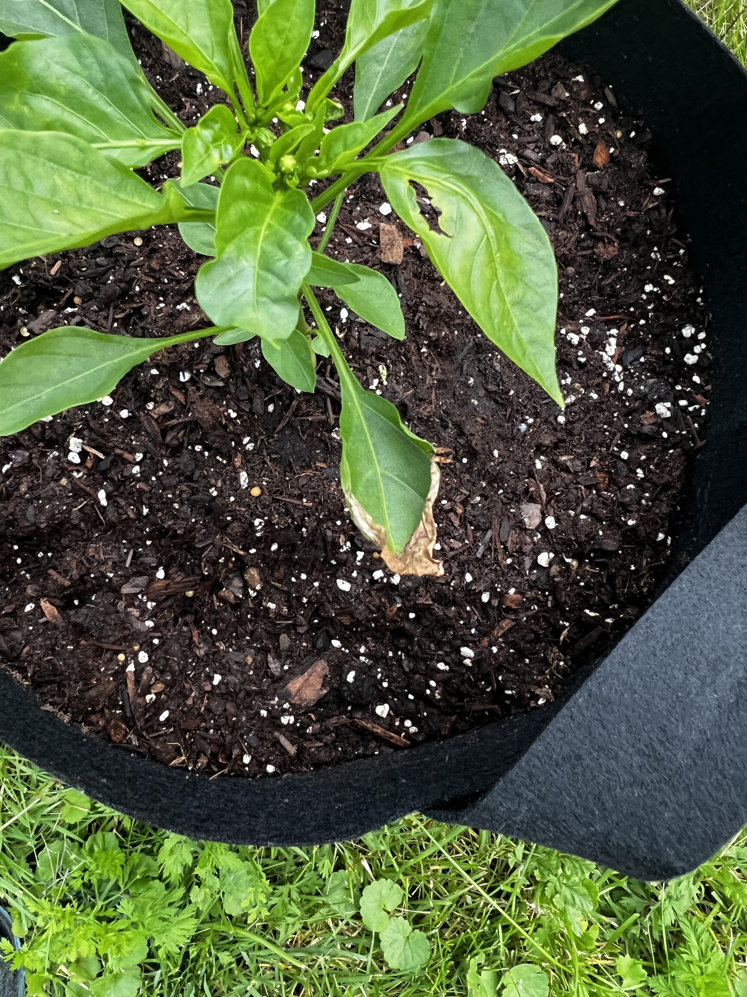 Is my pepper getting too much sun? Chili Chili