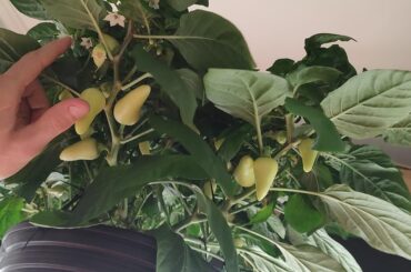 White (yellow?) jalapeno?