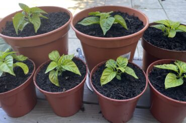Scotch bonnets